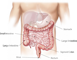 Travail des lignes d'énergie du bras
